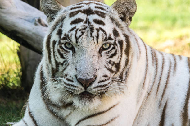 istock Close up of white tiger 1000364010