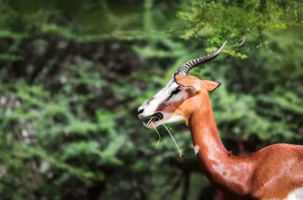 Photo of Close up of Dama gazelle