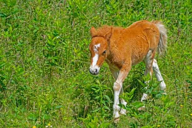 istock Shetland Pony colt walks through green grass. 1000366690