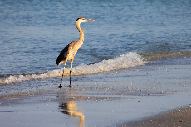 istock Heron standing on the beach, at the water's edge, Madeira Beach, Florida 1000398448