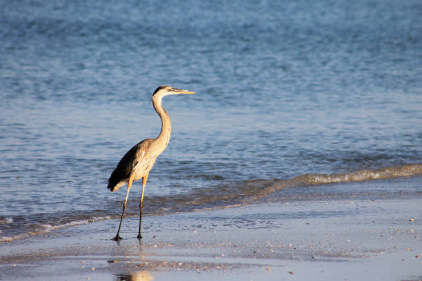 istock Heron standing on the beach, at the water's edge, Madeira Beach, Florida 1000398450