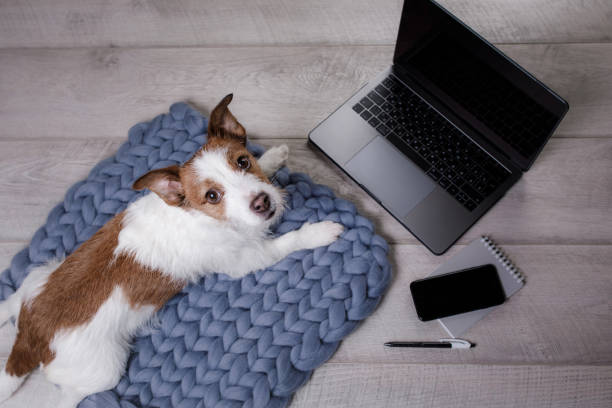 little dog at the laptop on the floor - terrier jack russell imagens e fotografias de stock