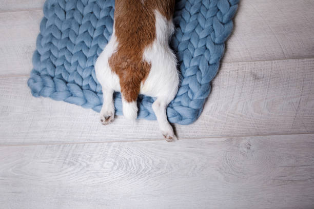 the dog is lying on the floor. jack russell terrier on a blanket - terrier jack russell imagens e fotografias de stock