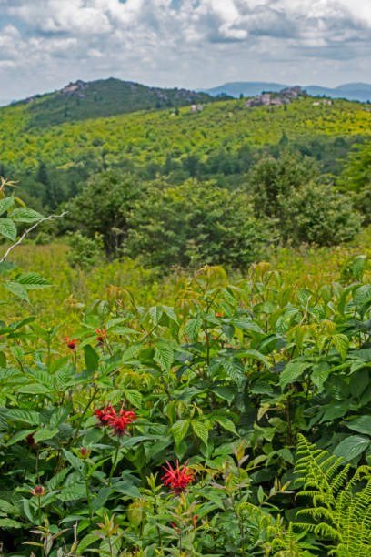 Vertical-Red Bee-Balm wildflowers blooming on Grayson Highlands State Park.