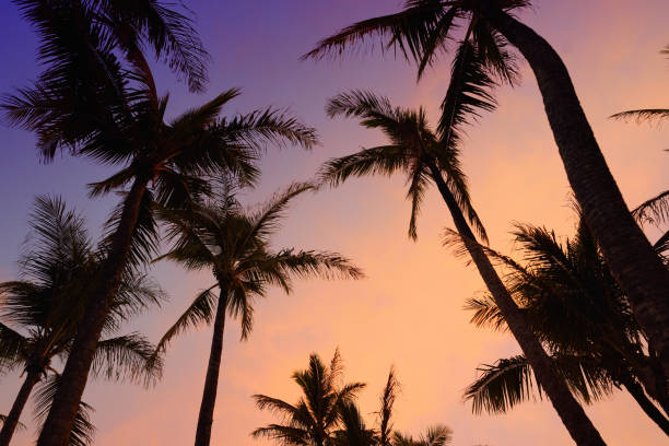 istock Palm trees silhouette on sunset tropical beach on Hawaii 1000422282