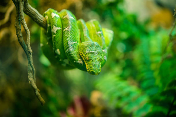 istock Green snake on the branch 1000426380