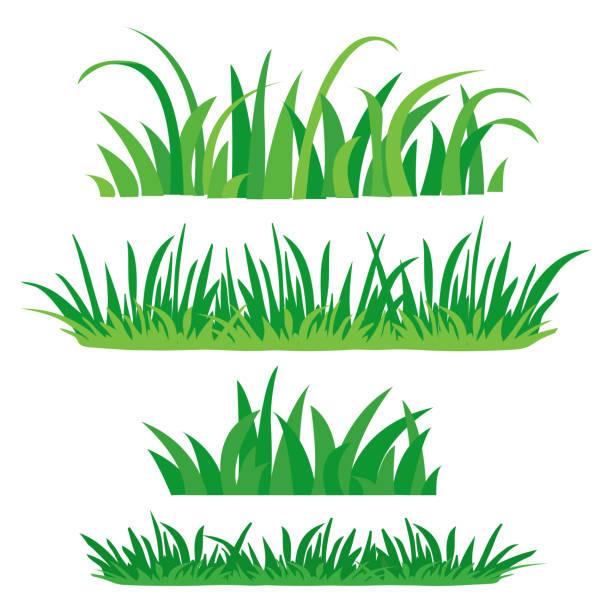 녹색 잔디의 파편입니다. 자연의 디자인 요소 집합입니다. 설정, 흰색 배경에 고립 된 편평한 색깔. 벡터 일러스트입니다. - grass family stock illustrations