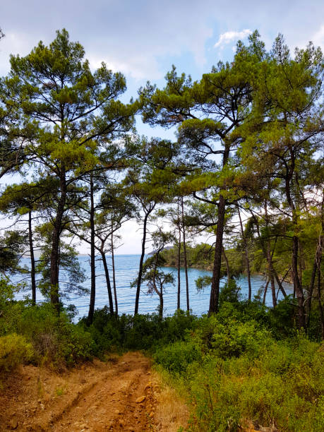Green Forest with footpath in Gocek, Fethiye, Turkey.