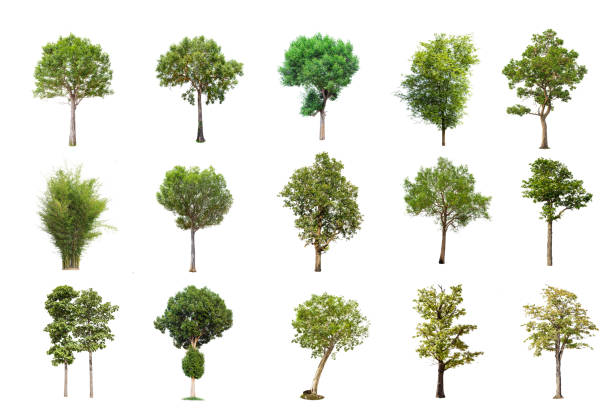 istock Isolated big tree on white background ,The collection of trees. 1000455750