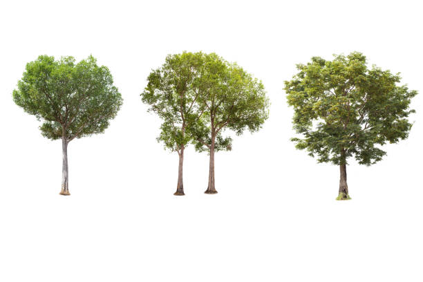 istock Isolated big tree on white background ,The collection of trees. 1000455818