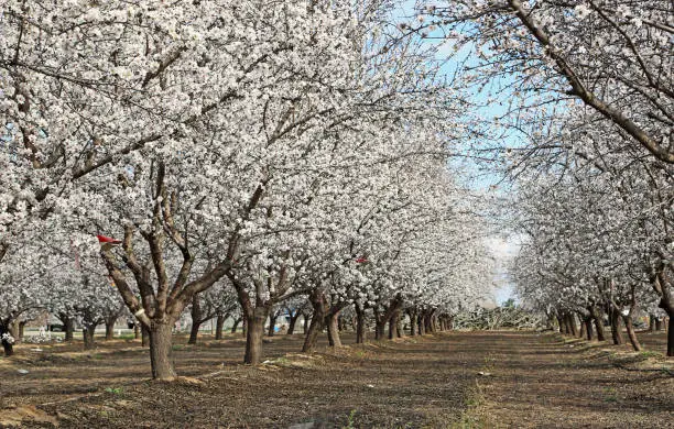 Photo of Almond orchard