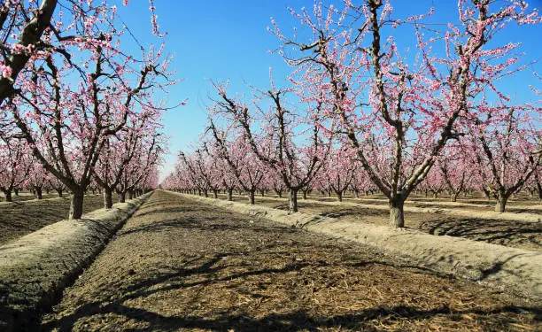 Photo of Peach tree alley