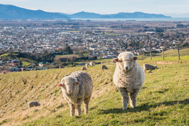 pecore merino al pascolo sopra la città di blenheim, isola del sud, nuova zelanda - blenheim foto e immagini stock