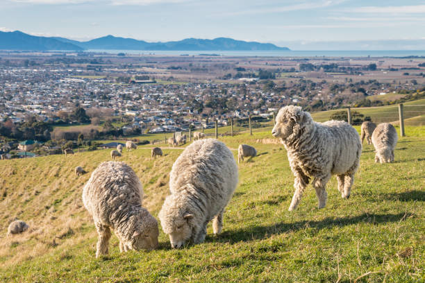 herde von merino-schafe weiden auf landwirtschaftlichen flächen über blenheim - blenheim stock-fotos und bilder