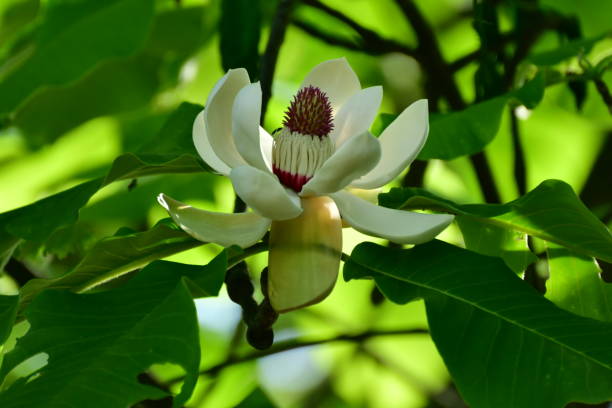 istock Magnolia obovata / Japanese Big Leaf Magnolia 1000505956