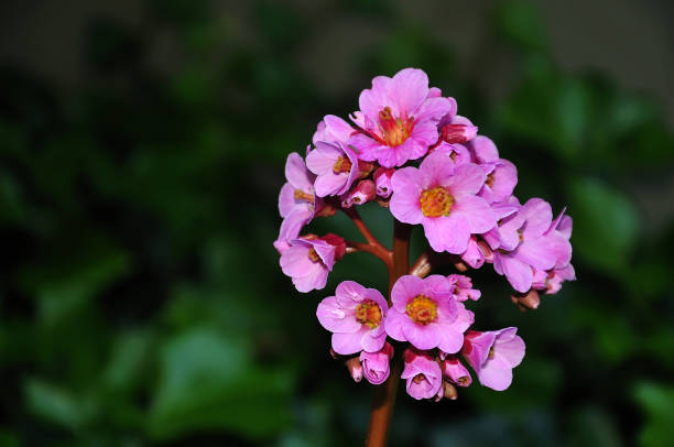 istock pink bergenia flowers 1000521944