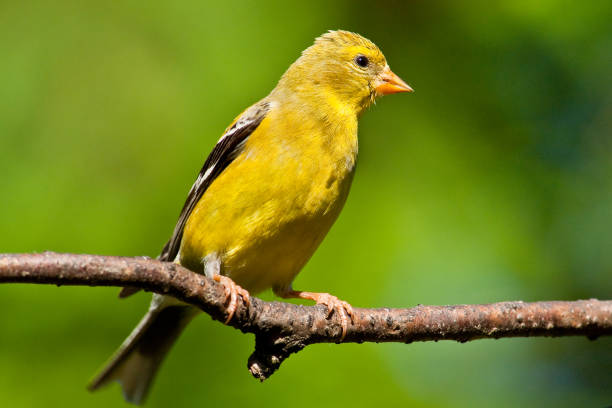 istock American Goldfinch 1000524048
