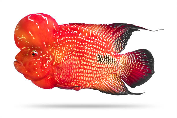 Flowerhorn isolated on white background. Beautiful Crossbreed Fish. ( Clipping path )