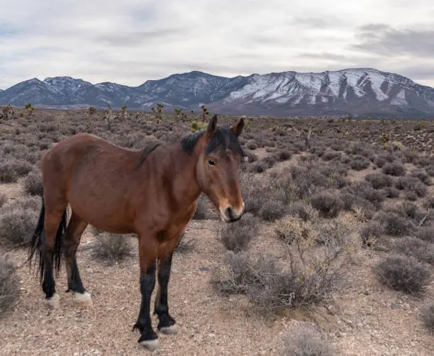 Wild Horses of Southern Nevada