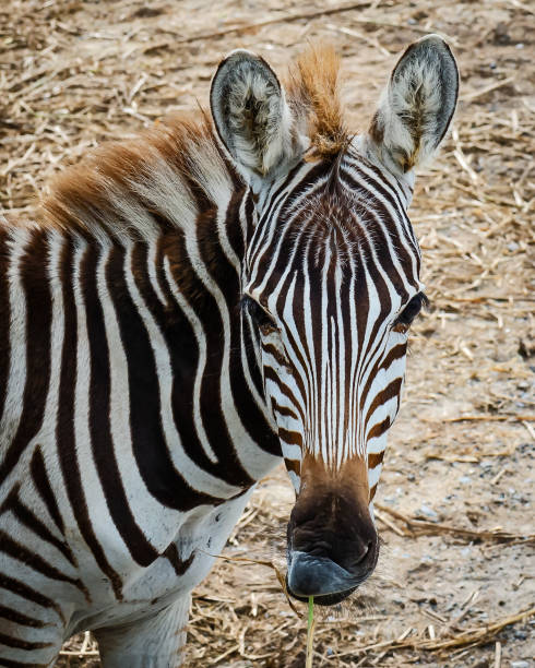 istock Portrait of zebra. 1000540832