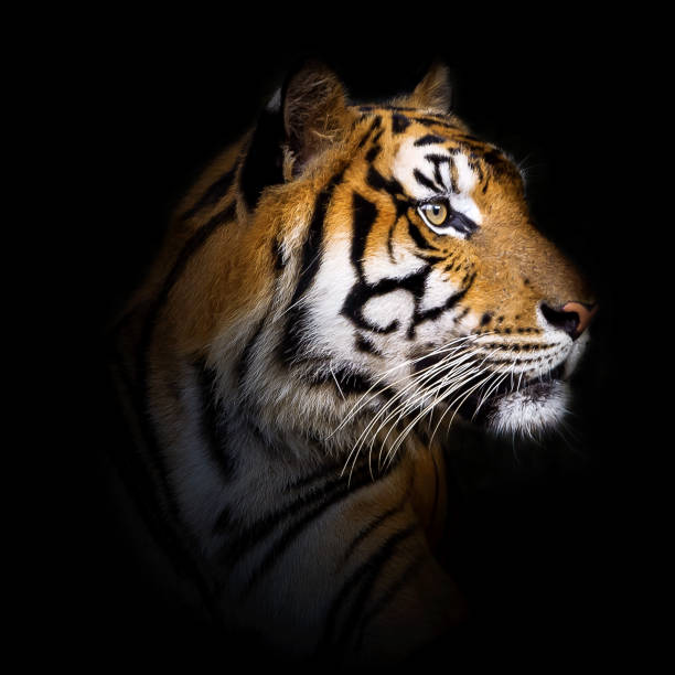 istock Portrait of tiger. 1000541820
