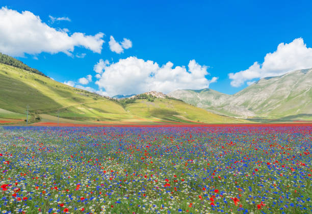 istock Castelluccio di Norcia, 2018 (Umbria, Italy) 1000557058