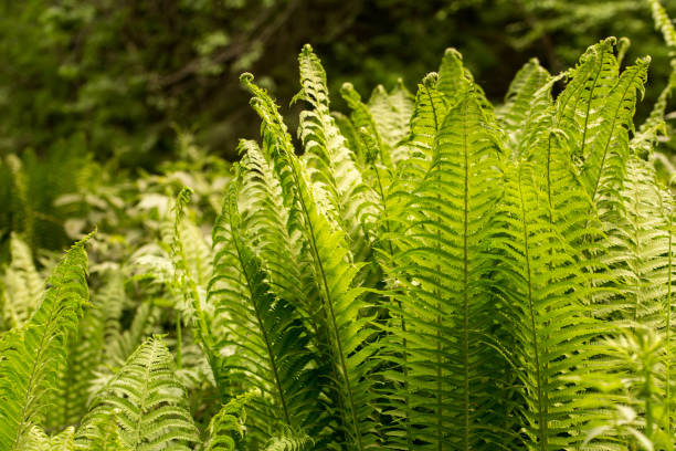 istock Natural green fern in the forest. 1000560616