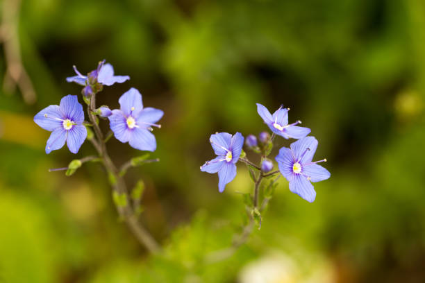 istock flowers field close-up 1000560734