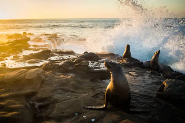 Waves Crashing Behind the Unsuspecting Sea Lions
