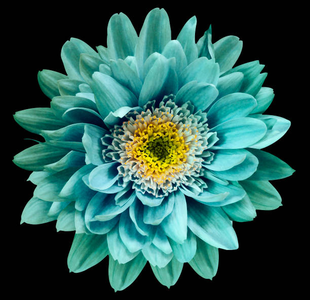 istock Turquoise-blue-yellow chrysanthemum flower isolated on black background with clipping path.  Closeup no shadows. For design.  Nature. 1000561498
