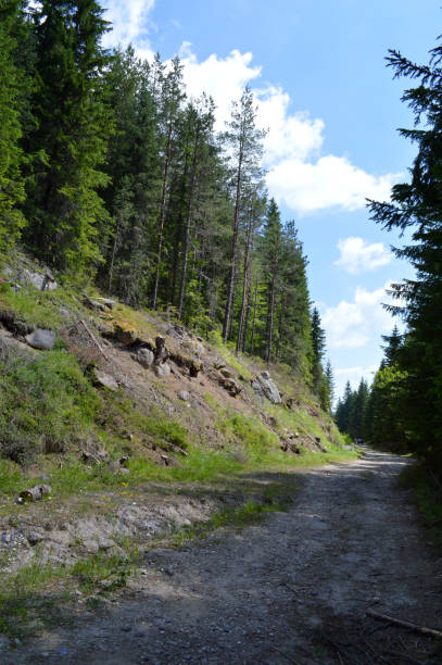 istock In the Forest, Western Rhodope Mountains, Bulgaria 1000565828
