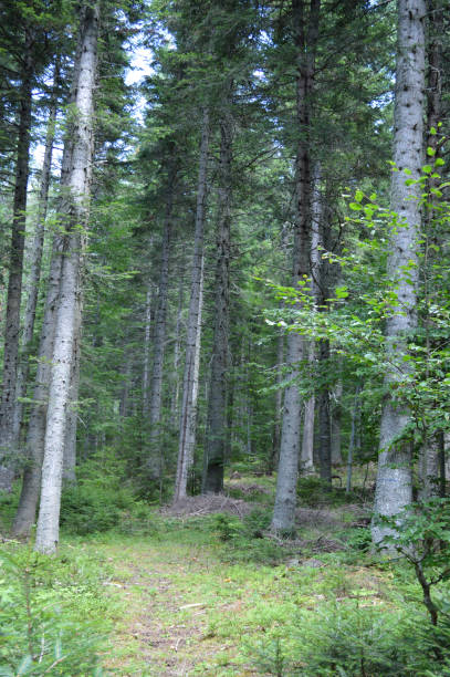 istock In the Forest, Western Rhodope Mountains, Bulgaria 1000566278