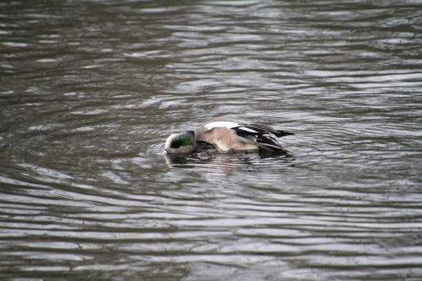 istock An American Widgeon playing