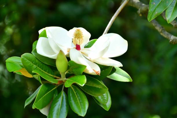 タイサンボク/南マグノリアの花 - magnolia fruit sweet magnolia evergreen tree ストックフォトと画像