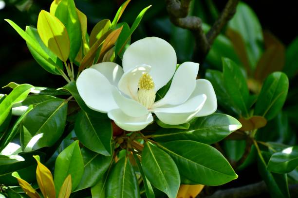 Magnolia grandiflora / Southern Magnolia Flower Magnolia grandiflora, commonly called Southern magnolia or Bull bay, is a medium to large evergreen tree, growing to 10-30meters high. Native to Southeastern United States, it is now widely cultivated in warm areas around the world. Flagrant white flowers bloom in early summer (June-July), which turn into cone-like fruiting clusters that mature in late summer to early fall, releasing seeds at maturity. magnolia white flower large stock pictures, royalty-free photos & images