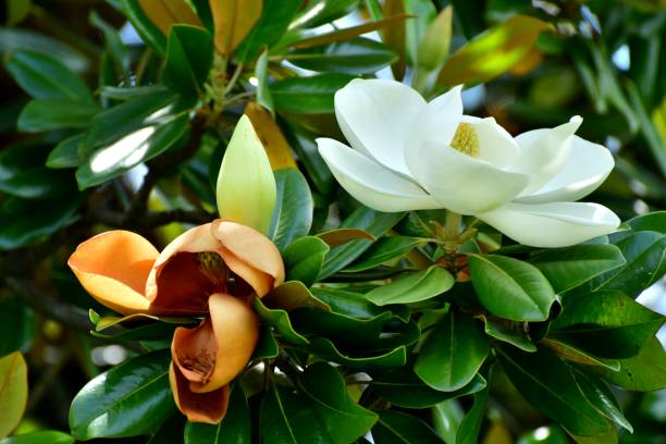 магнолия грандифлора / цветок южной магнолии - magnolia fruit sweet magnolia evergreen tree стоковые фото и изображения