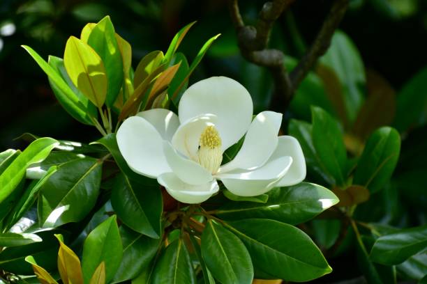 магнолия грандифлора / цветок южной магнолии - magnolia fruit sweet magnolia evergreen tree стоковые фото и изображения