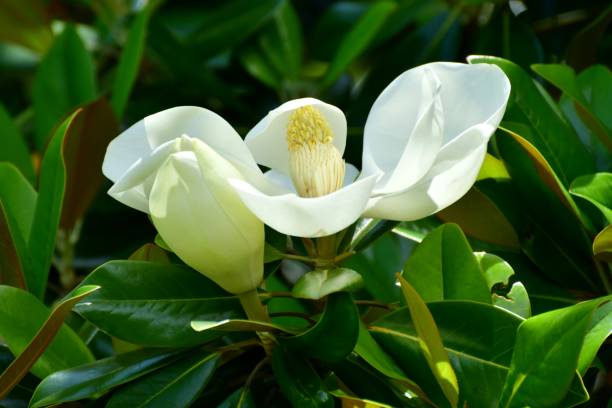 タイサンボク/南マグノリアの花 - magnolia fruit sweet magnolia evergreen tree ストックフォトと画像