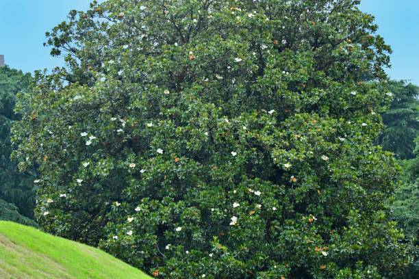 magnolia grandiflora / southern magnolia fleur - magnolia flower single flower white photos et images de collection