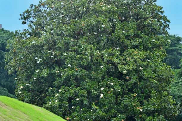 태산목 / 남부 목련 꽃 - magnolia fruit sweet magnolia evergreen tree 뉴스 사진 이미지