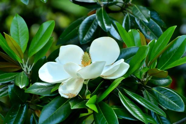 magnolia grandiflora / immergrüne magnolie blume - sweet magnolia tree blossom white stock-fotos und bilder