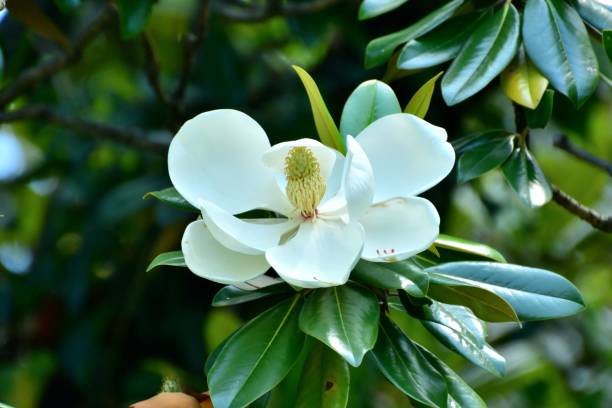 magnolia grandiflora / immergrüne magnolie blume - sweet magnolia tree blossom white stock-fotos und bilder