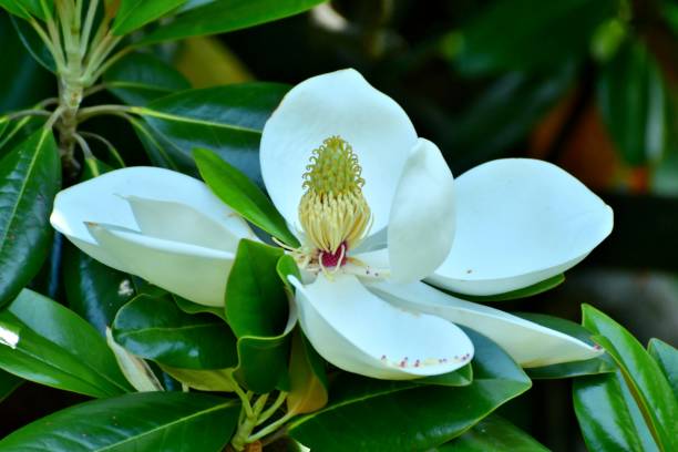 istock Magnolia grandiflora / Southern Magnolia Flower 1000592386