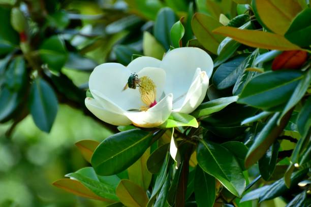 магнолия грандифлора / цветок южной магнолии - magnolia fruit sweet magnolia evergreen tree стоковые фото и изображения