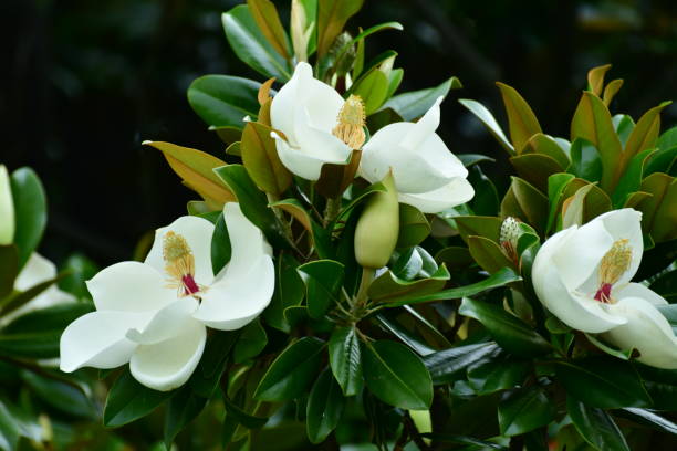 magnolia grandiflora / immergrüne magnolie blume - sweet magnolia tree blossom white stock-fotos und bilder