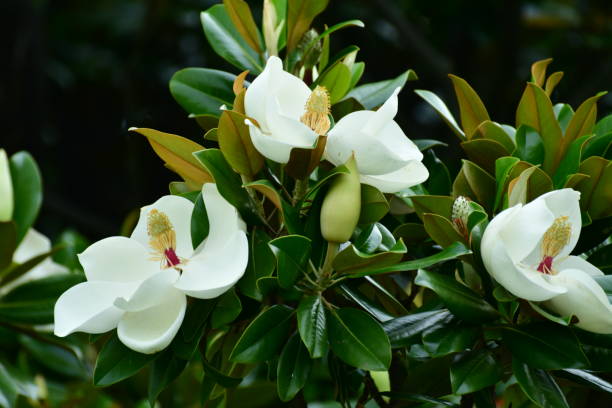 магнолия грандифлора / цветок южной магнолии - magnolia fruit sweet magnolia evergreen tree стоковые фото и изображения