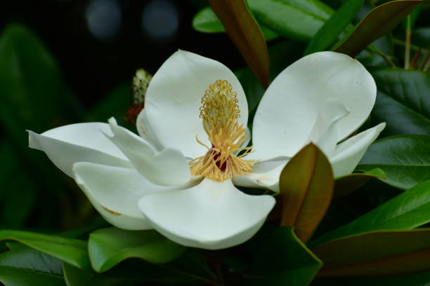 istock Magnolia grandiflora / Southern Magnolia Flower 1000600792