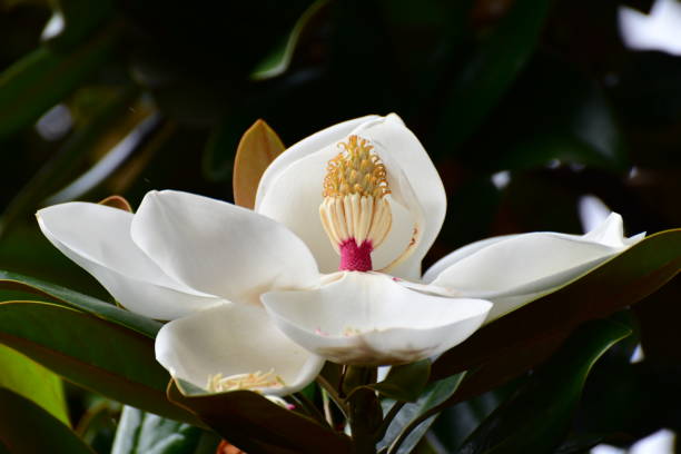 magnolia grandiflora / immergrüne magnolie blume - sweet magnolia tree blossom white stock-fotos und bilder