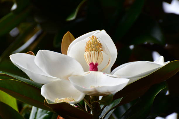 태산목 / 남부 목련 꽃 - magnolia fruit sweet magnolia evergreen tree 뉴스 사진 이미지