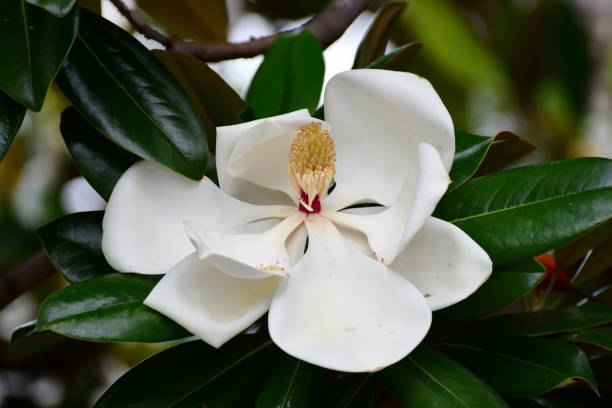 магнолия грандифлора / цветок южной магнолии - magnolia fruit sweet magnolia evergreen tree стоковые фото и изображения